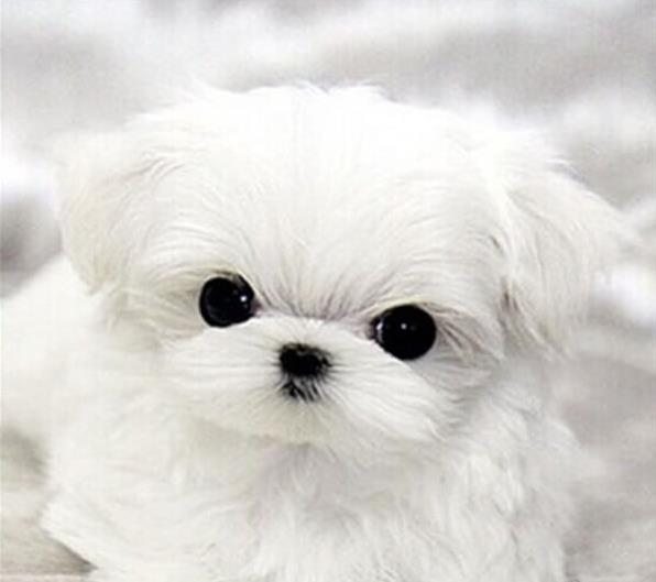 郑州宠物狗犬舍出售马尔济斯犬狗市场在哪买狗