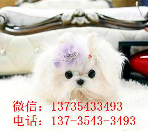 济南宠物狗犬舍出售马尔济斯犬狗市场在哪买狗卖狗