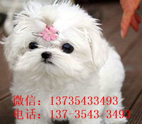 长沙宠物狗犬舍出售马尔济斯犬狗市场在哪买狗卖狗