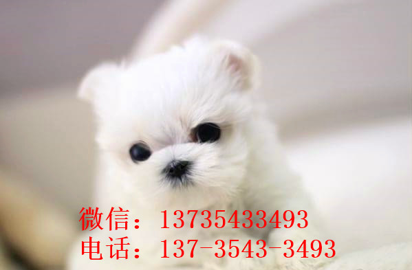 青岛宠物狗犬舍出售马尔济斯犬狗市场在哪买狗卖狗