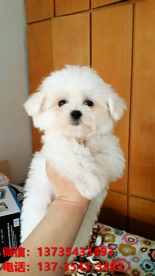 纯种马尔济斯犬 苏州犬舍宠物狗市场在哪里有