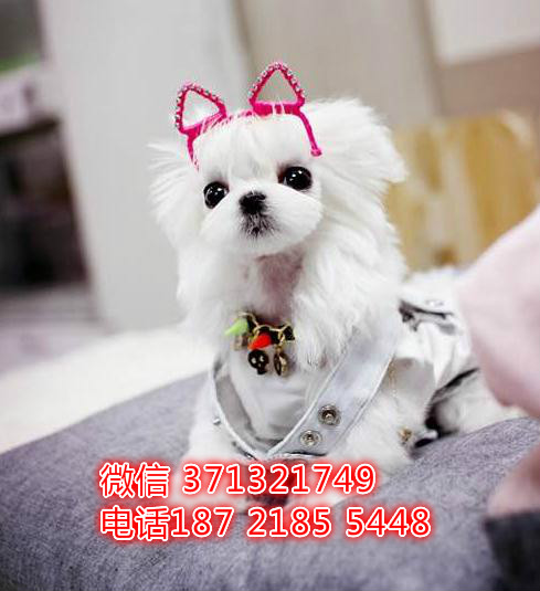 沈阳狗狗 马尔济斯犬出售纯种幼犬 特价宠物狗