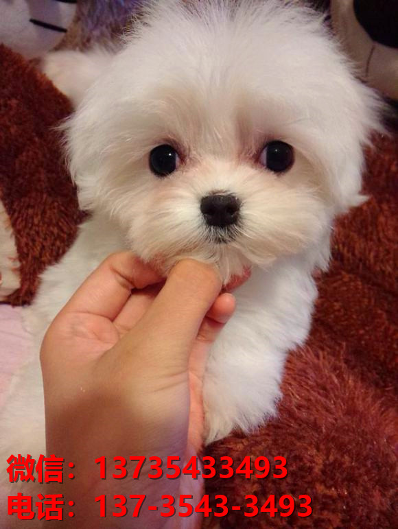 纯种马尔济斯犬 上海犬舍宠物狗市场在哪里有马尔济斯狗卖哪里有狗买