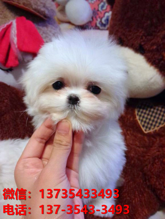纯种马尔济斯犬 上海犬舍宠物狗市场在哪里有马尔济斯狗卖哪里有狗买