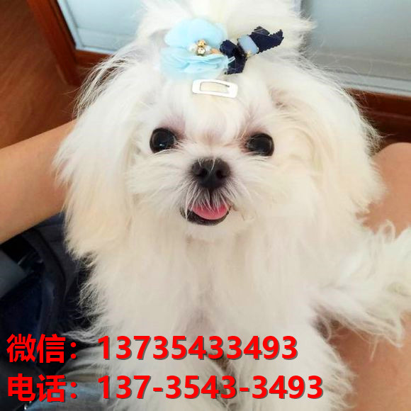纯种马尔济斯犬 长沙犬舍宠物狗市场在哪里有
