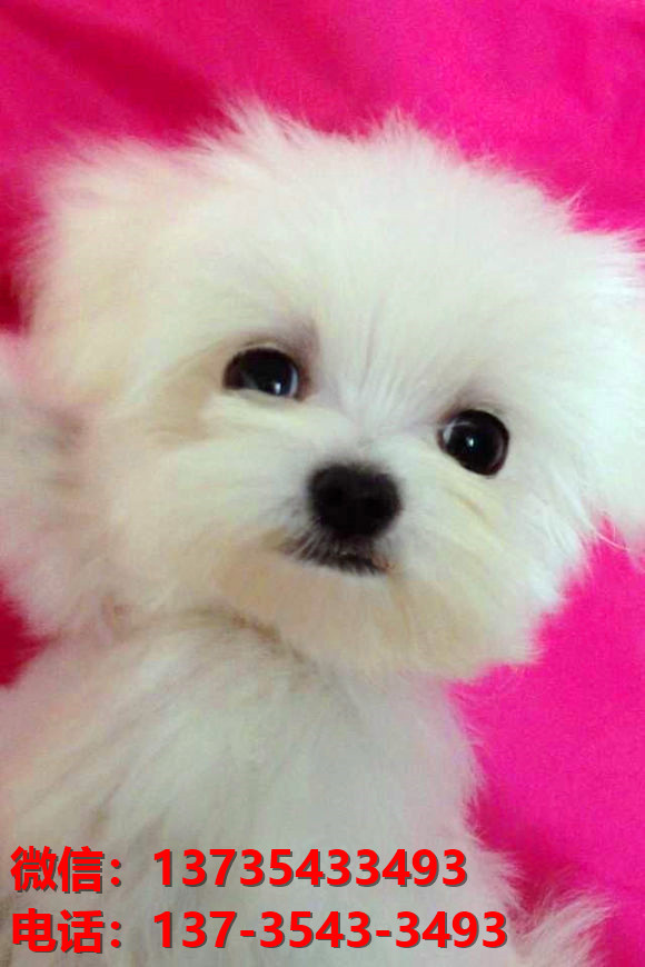 纯种马尔济斯犬 成都犬舍宠物狗市场在哪里有