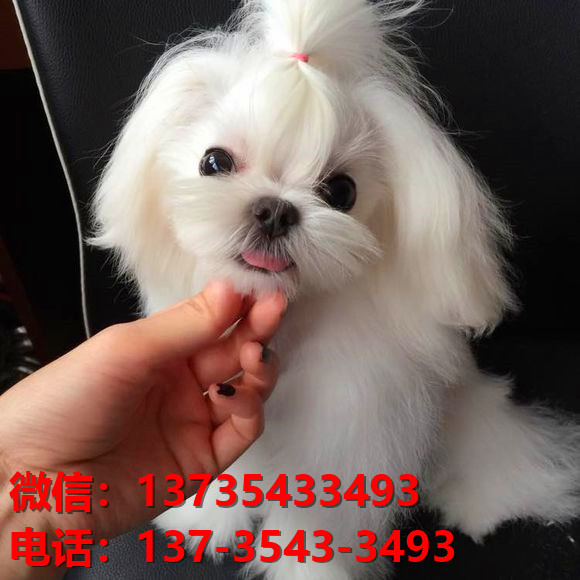 纯种马尔济斯犬 长沙犬舍宠物狗市场在哪里有马尔济斯狗卖哪里有狗买