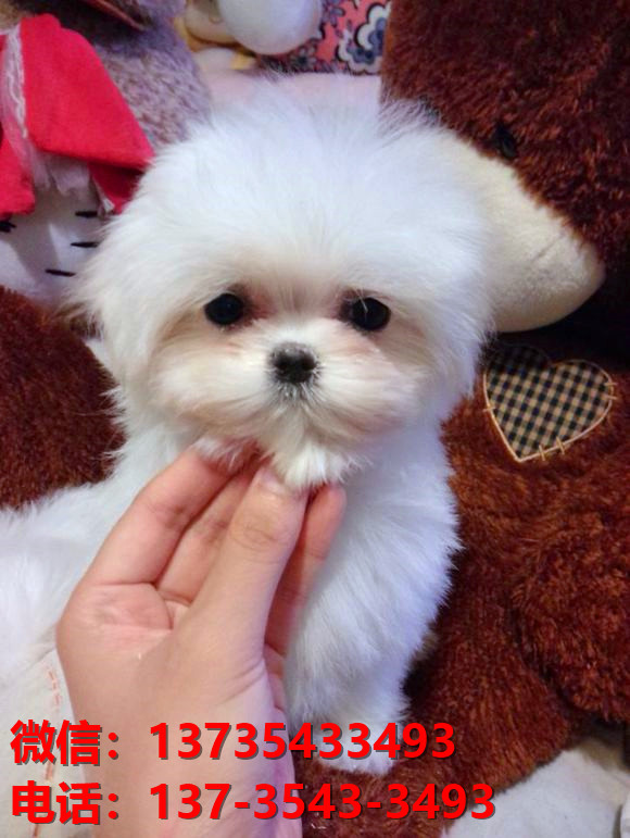 纯种马尔济斯犬 上海犬舍宠物狗市场在哪里有马尔济斯狗卖哪里有狗买