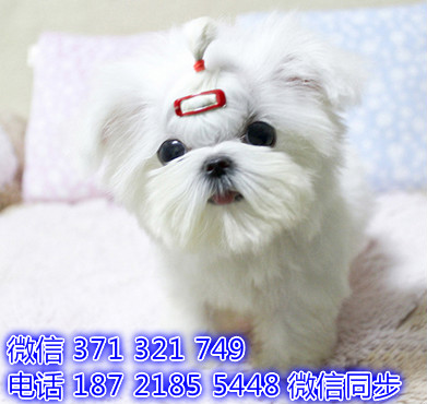 马尔济斯网上宠物买卖 宠物市场 宠物狗狗图片宠物网 匕