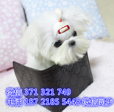 马尔济斯网上宠物买卖 宠物市场 宠物狗狗图片宠物网 阎