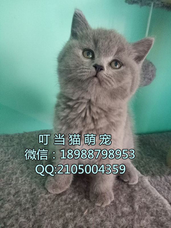 深圳纯种英短蓝猫哪里有卖深圳纯种英短蓝猫一只多少钱深圳纯种英短蓝猫
