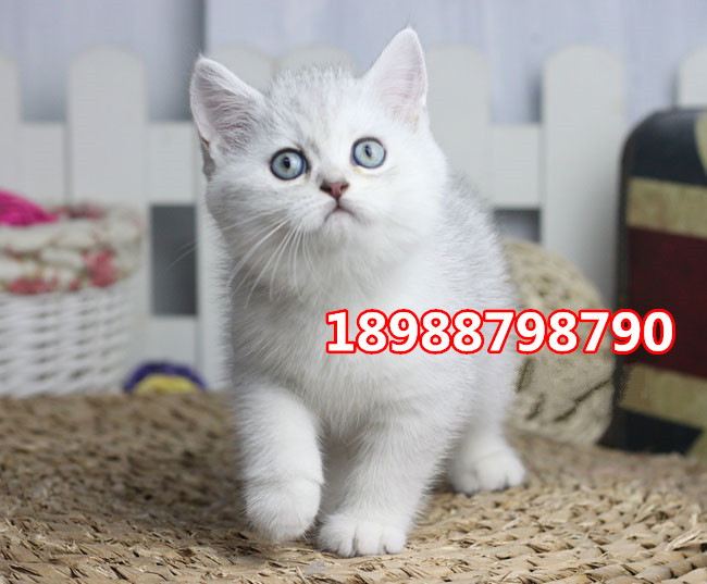 珠海哪里有卖英国短毛猫  珠海哪里有卖英短银渐层