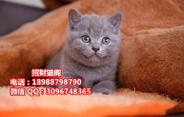 珠海哪里有卖英国短毛猫  珠海哪里有卖英短蓝猫