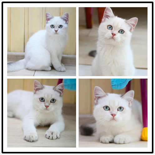 中山纯种英短猫价格多少 珠三角区域可送货上门