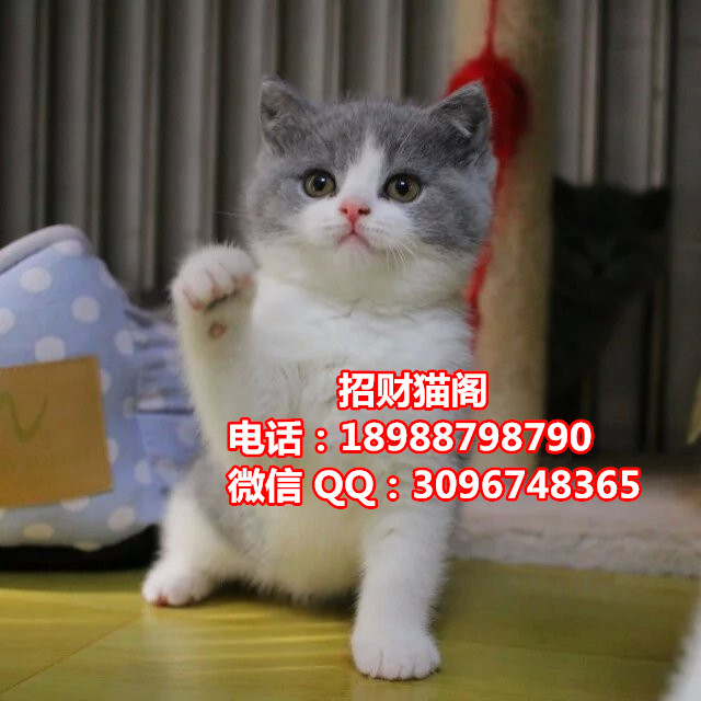 珠海哪里有卖英国短毛猫   珠海哪里有卖英短蓝白猫