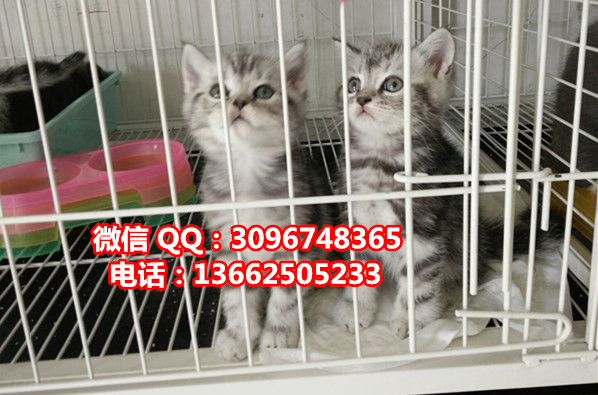 珠海哪里有卖虎斑猫  珠?；呙ㄒ恢欢嗌偾? /></div>      <div   id=