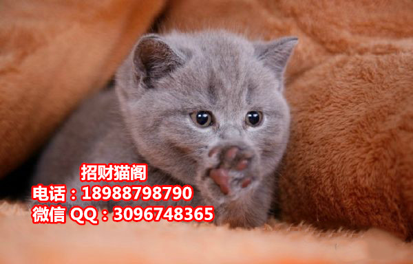 珠海哪里有卖英国短毛猫  珠海哪里有卖英短蓝猫