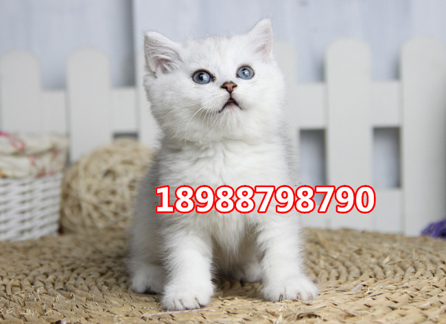 珠海哪里有卖英国短毛猫  珠海哪里有卖英短银渐层