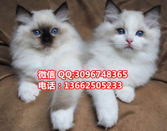 珠海哪里有卖布偶猫  珠海布偶猫一只多少钱