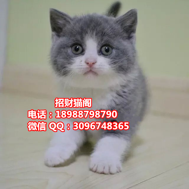 珠海哪里有卖英国短毛猫   珠海哪里有卖英短