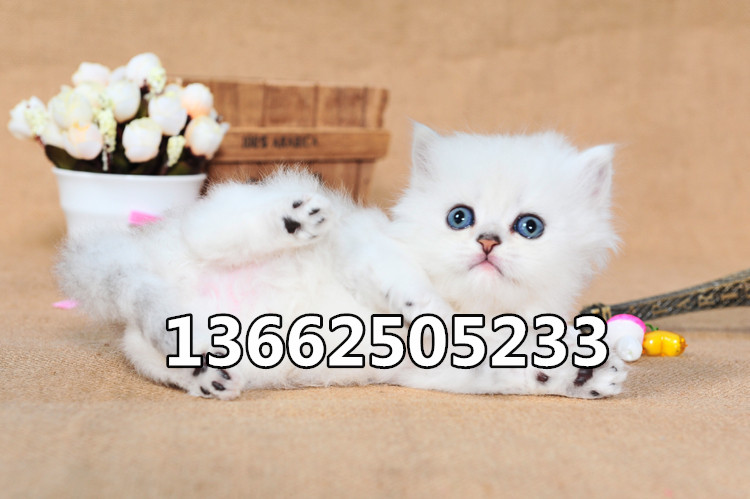 珠海哪里有卖金吉拉猫  珠海金吉拉猫一只多少钱