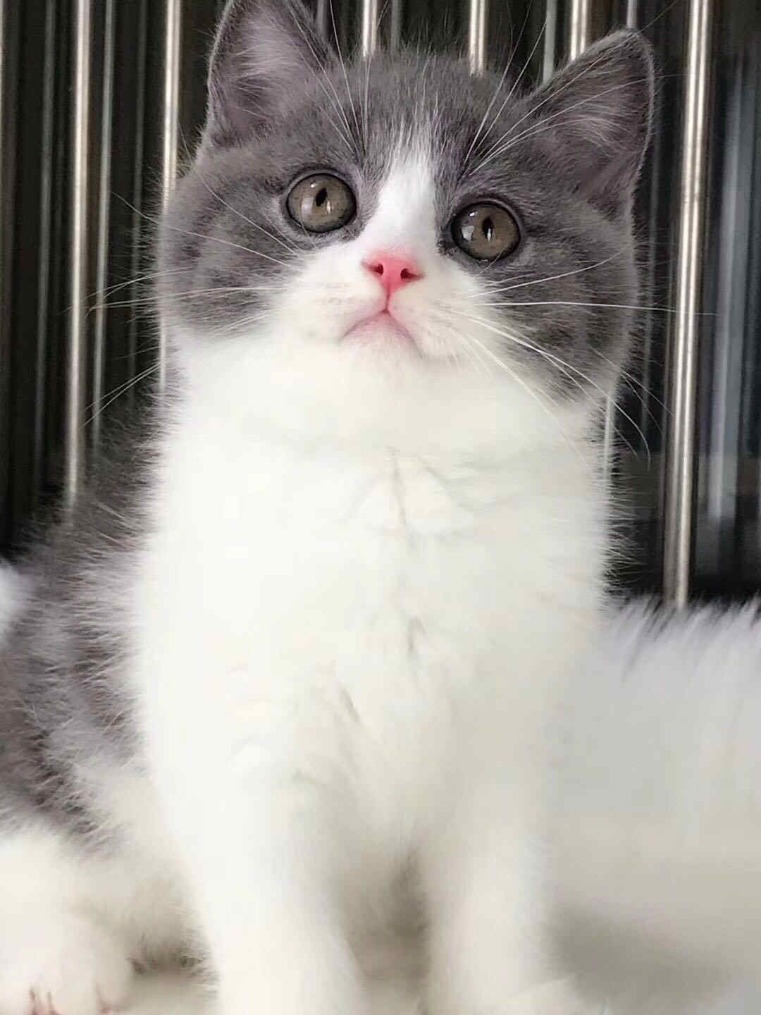 珠海哪里有卖英短蓝白多少钱 可上门挑选 死亡包赔