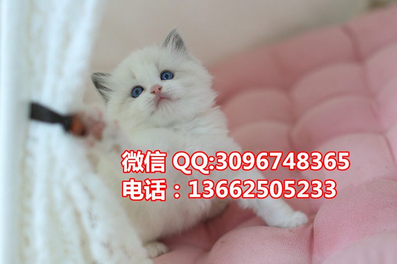 珠海哪里有卖布偶猫  珠海布偶猫一只多少钱