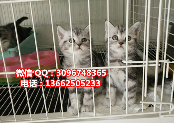 珠海哪里有卖虎斑猫  珠海虎斑猫一只多少钱