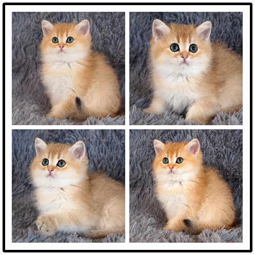 东莞宠物猫价格 英短蓝白大概多少钱 正八五粉