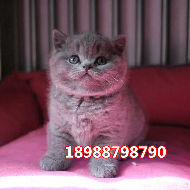 深圳哪里有卖英国短毛猫  深圳哪里有卖英短蓝