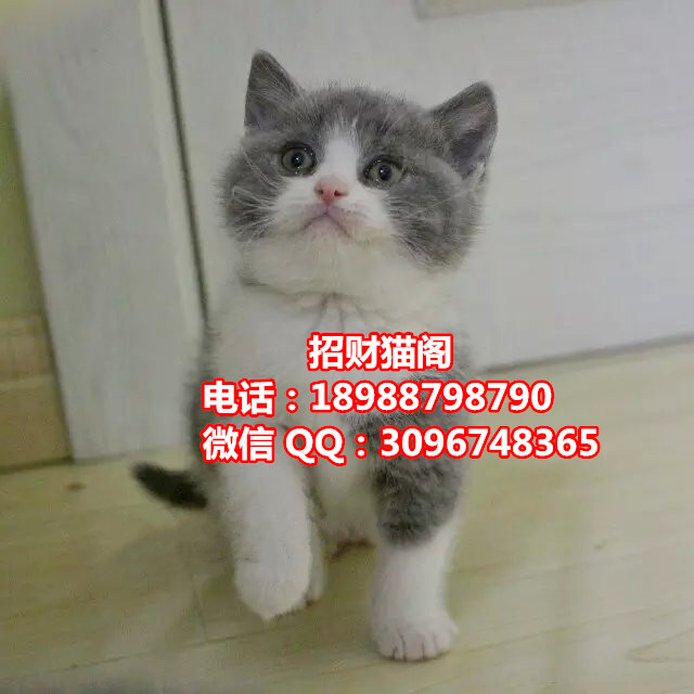 珠海哪里有卖英国短毛猫   珠海哪里有卖英短蓝白猫