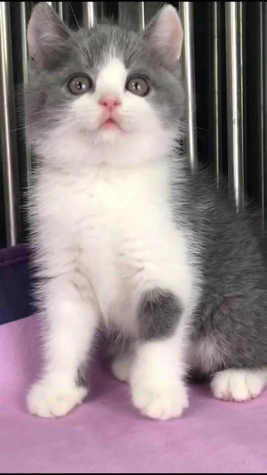 深圳宠物猫 英短蓝白多少钱一只 英短猫价格