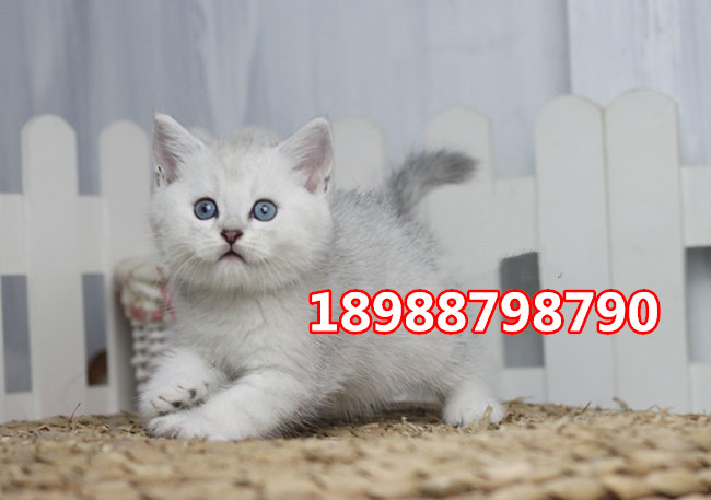 珠海哪里有卖英国短毛猫  珠海哪里有卖英短银