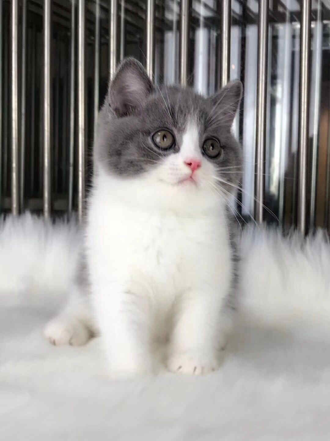 广州本地猫舍 英短蓝白 正八五粉大包子脸