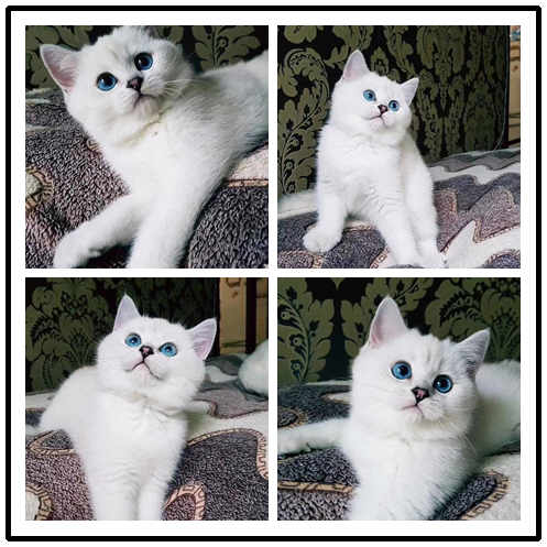 东莞宠物猫价格 英短蓝白大概多少钱 正八五粉
