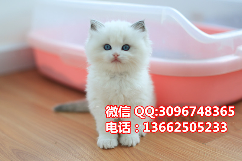 珠海哪里有卖布偶猫  珠海布偶猫一只多少钱