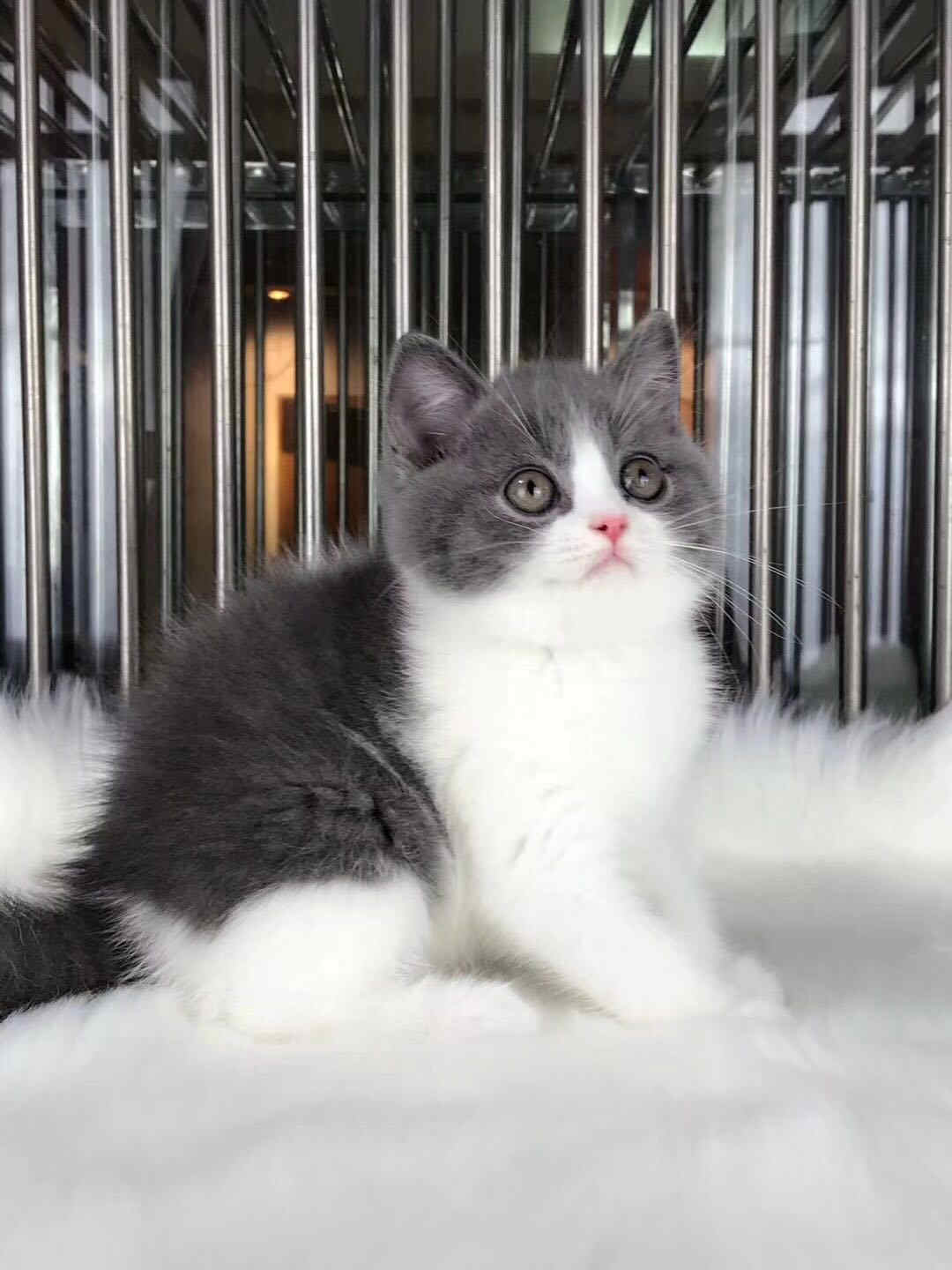 广州本地猫舍 英短蓝白 正八五粉大包子脸