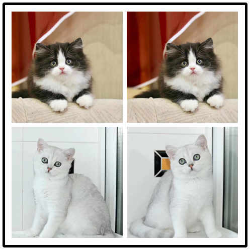 珠海哪里有卖英短蓝白多少钱 可上门挑选 死亡包赔