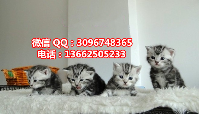 珠海哪里有卖虎斑猫  珠?；呙ㄒ恢欢嗌偾? /></div>      <div   id=