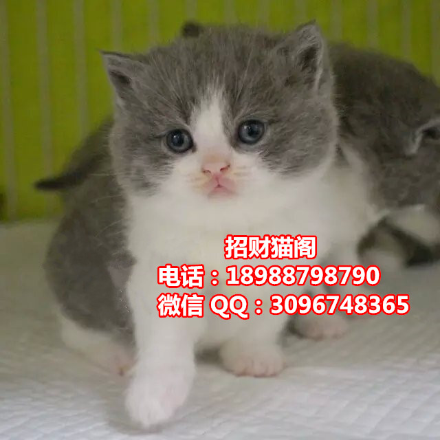 珠海哪里有卖英国短毛猫   珠海哪里有卖英短蓝白猫