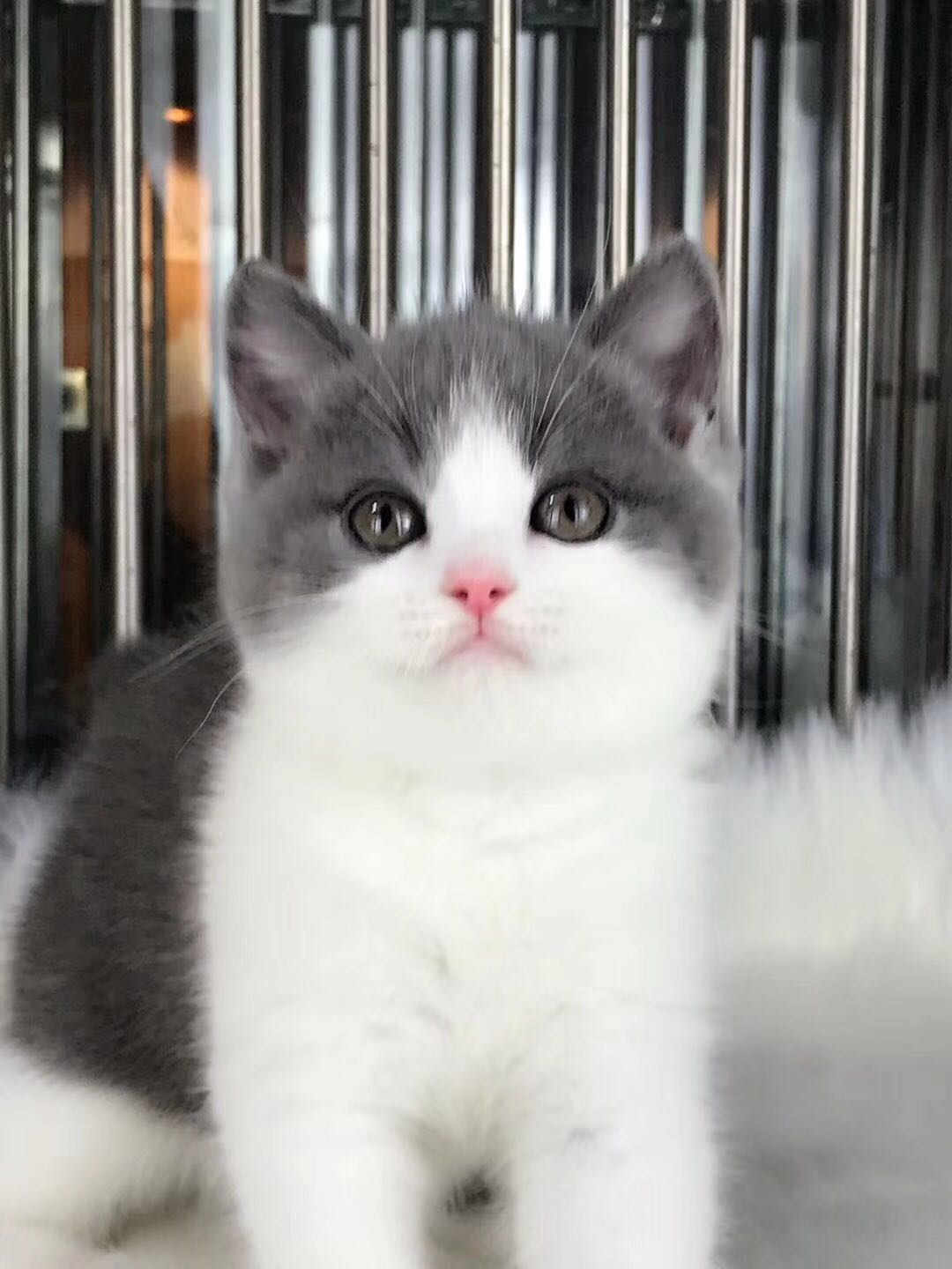 深圳宠物猫 英短蓝白多少钱一只 英短猫价格