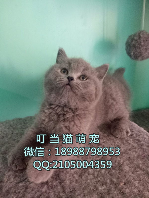深圳纯种英短蓝猫哪里有卖深圳哪里有卖纯种英短蓝猫深圳哪里的英短蓝猫好深圳哪里有家养猫舍
