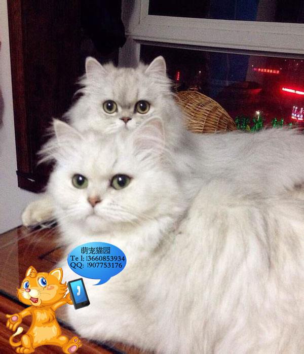 广州哪里有出售金吉拉 广州金吉拉一只多少钱