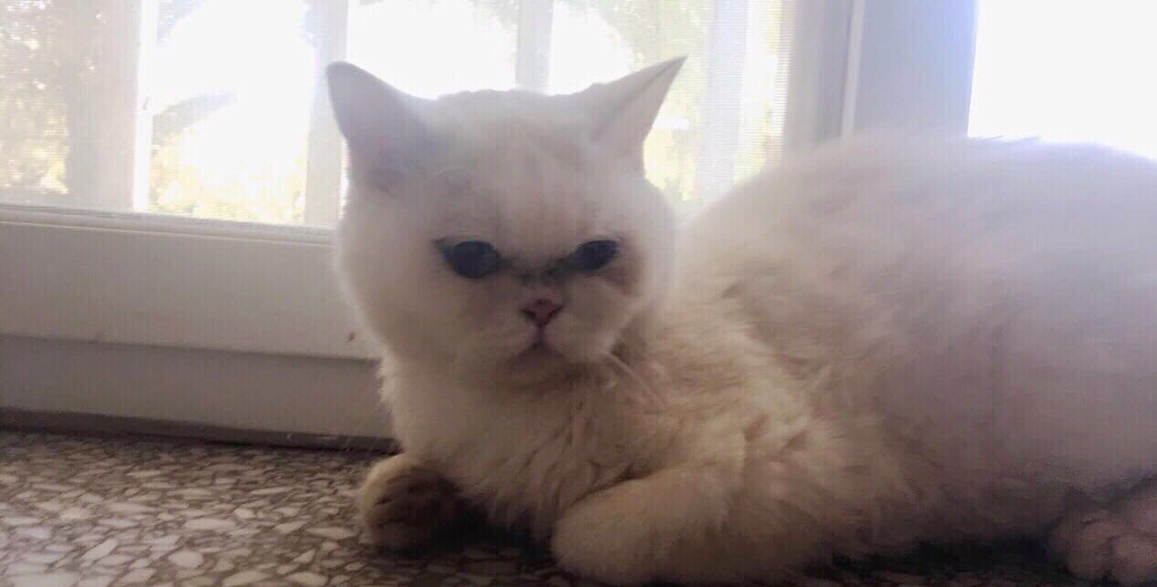 英短母猫，难得的鸳鸯眼！