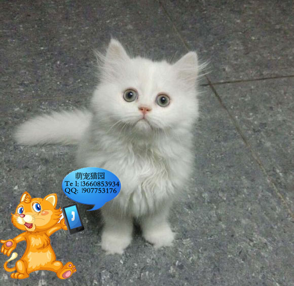 广州哪里有出售金吉拉 广州金吉拉一只多少钱