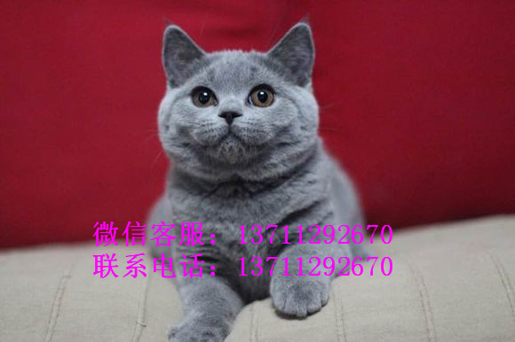 广州哪里有出售蓝猫 广州蓝猫一只多少钱