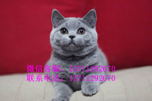 深圳哪里有出售蓝猫 深圳蓝猫一只多少钱