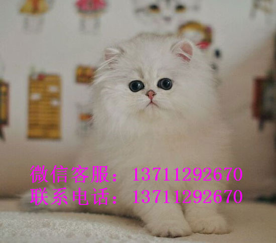 广州哪里有出售金吉拉 广州金吉拉一只多少钱