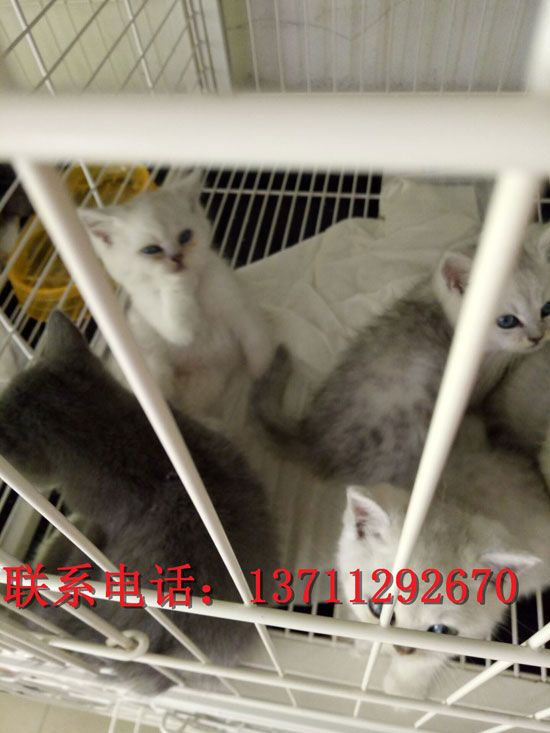 广州哪里有出售银渐层 广州银渐层一只多少钱