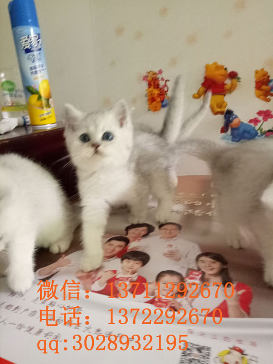 深圳哪里有出售银渐层 深圳银渐层一只多少钱